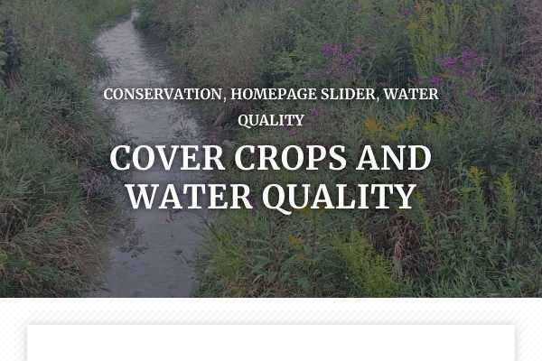 Cover crops and water quality