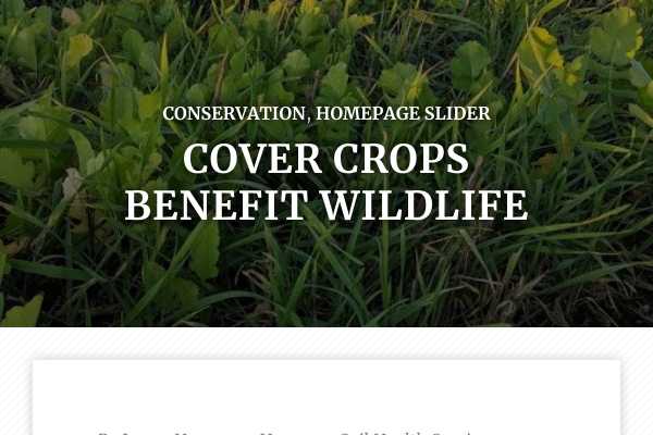Cover crops benefit wildlife