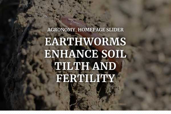 Earthworms enhance soil tilth and fertility