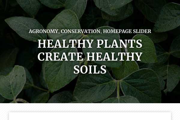 Healthy plants create healthy soils