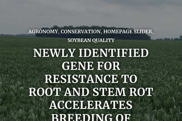 Newly-identified gene for resistance to root and stem rot accelerates breeding of resilient soybean plants