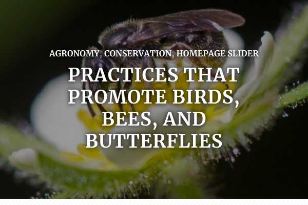 Practices that promote birds, bees, and butterflies