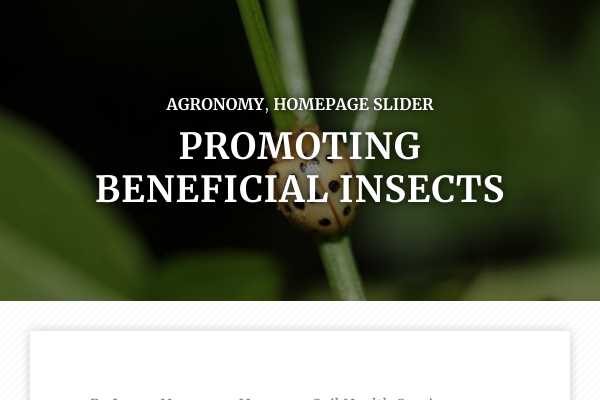 Promoting beneficial insects